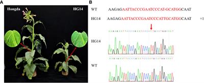 Loss function of NtGA3ox1 delays flowering through impairing gibberellins metabolite synthesis in Nicotiana tabacum